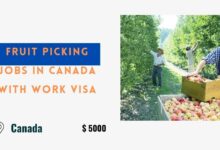 Fruit Picking Jobs in Canada with Work Visa