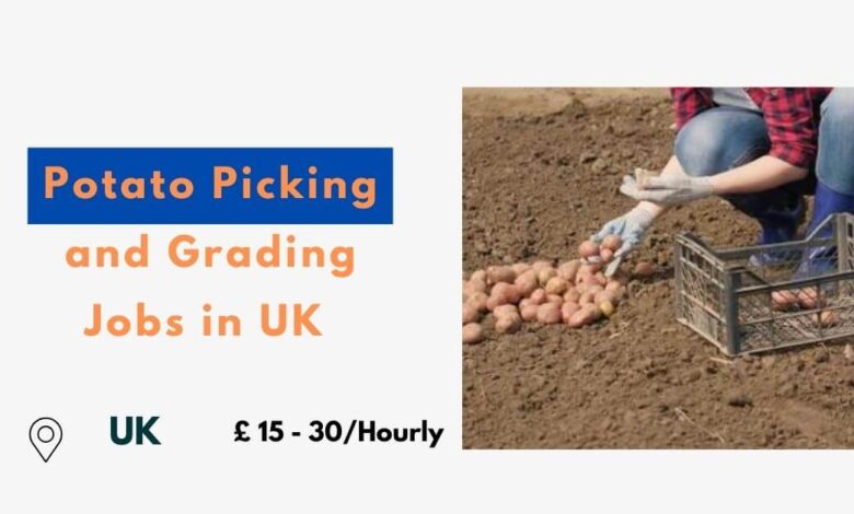 Potato Picking and Grading Jobs in UK