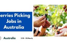 Berries Picking Jobs in Australia