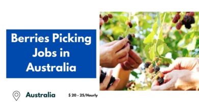 Berries Picking Jobs in Australia