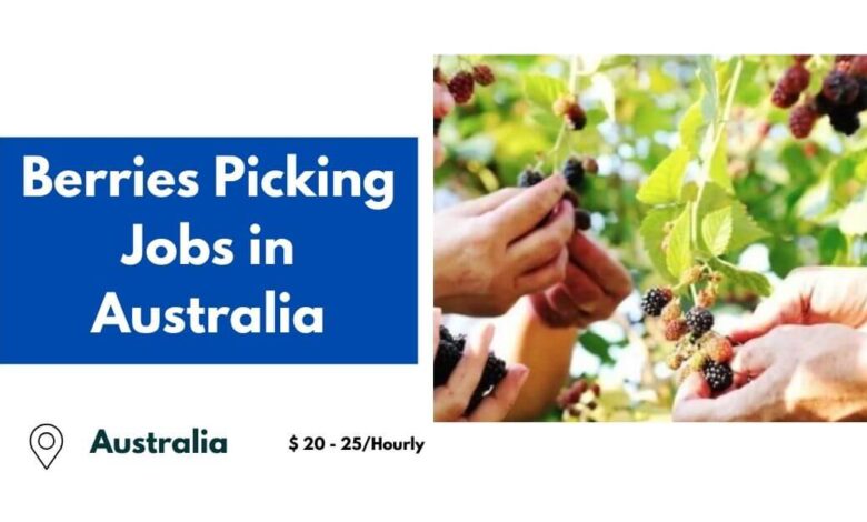 Berries Picking Jobs in Australia