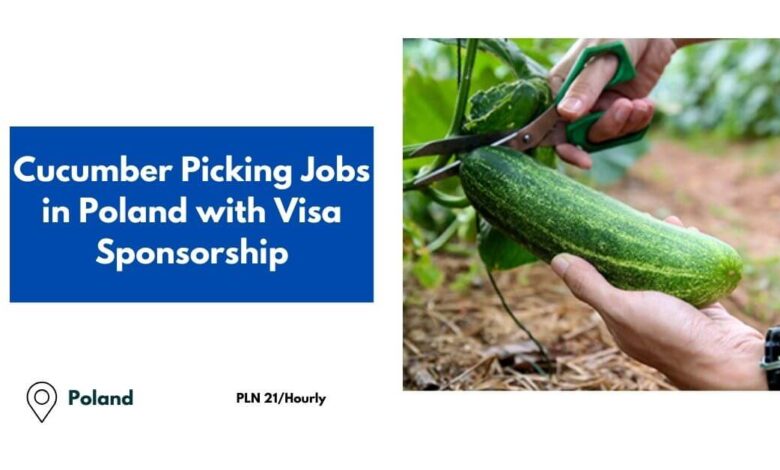 Cucumber Picking Jobs in Poland with Visa Sponsorship